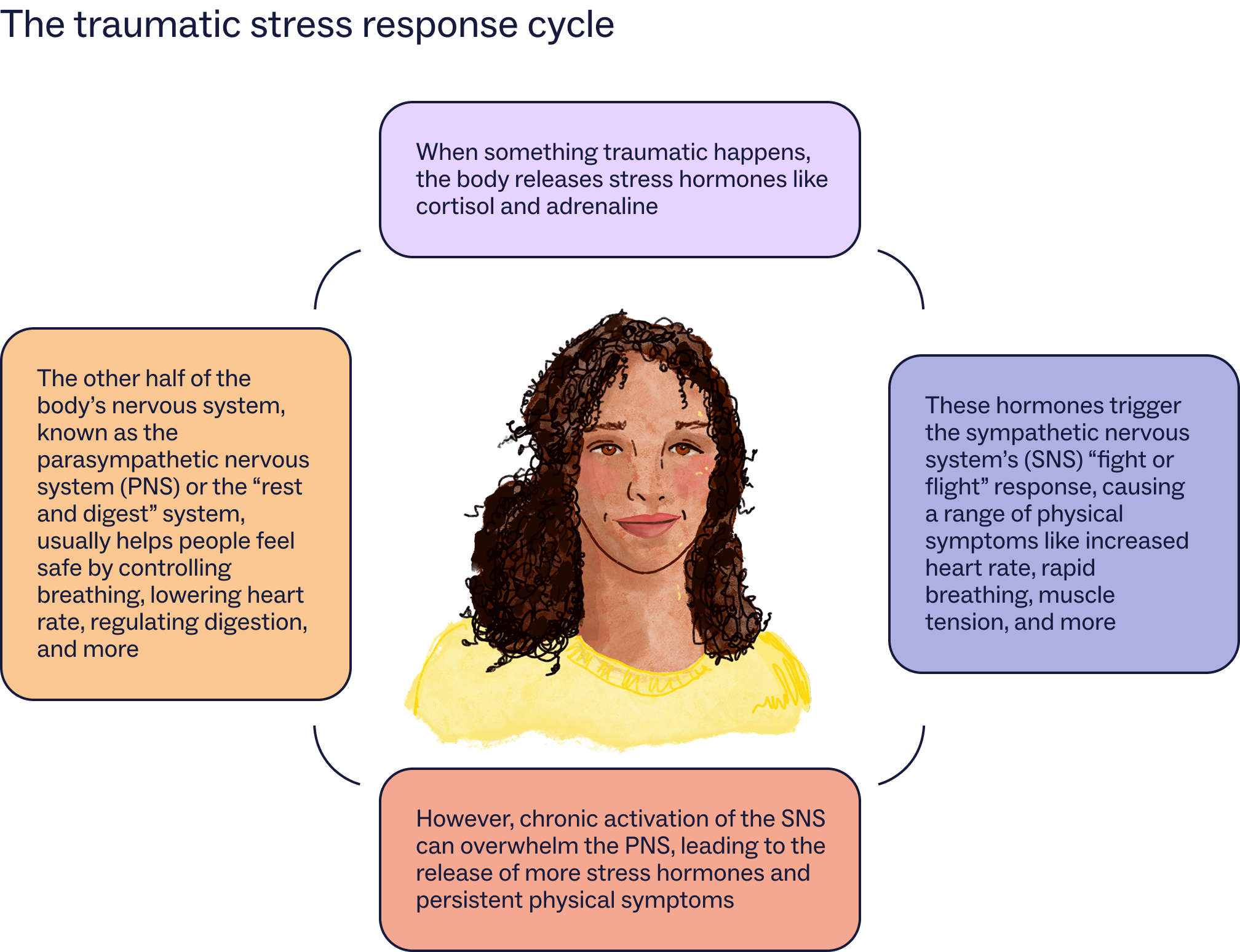 Image of a woman with the stages of the traumatic stress cycle including releasing hormones like cortisol and adrenaline