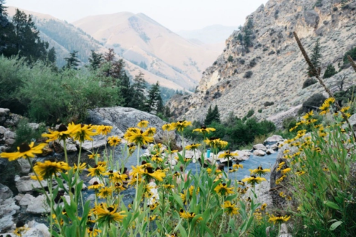 A meadow in spring with yellow flowers