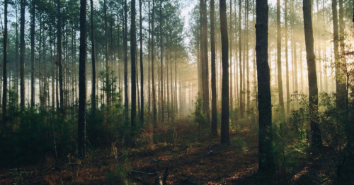 Forest when the sun is starting to rise