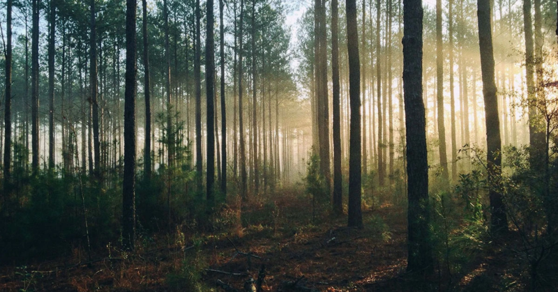 Forest when the sun is starting to rise