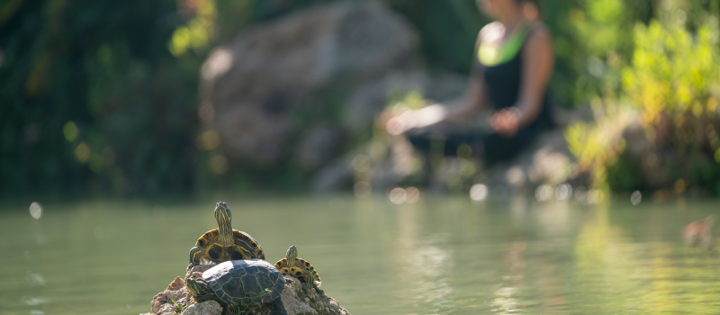 Two turtles climb on a rock in a pond. In the background a person wearing black clothing sits cross legged and practices a mindfulness meditation exercise for stress reduction.