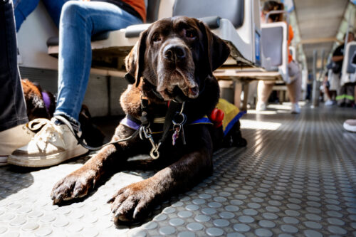 A black Labrador service dog lying on the floor of a bus next to its handler.