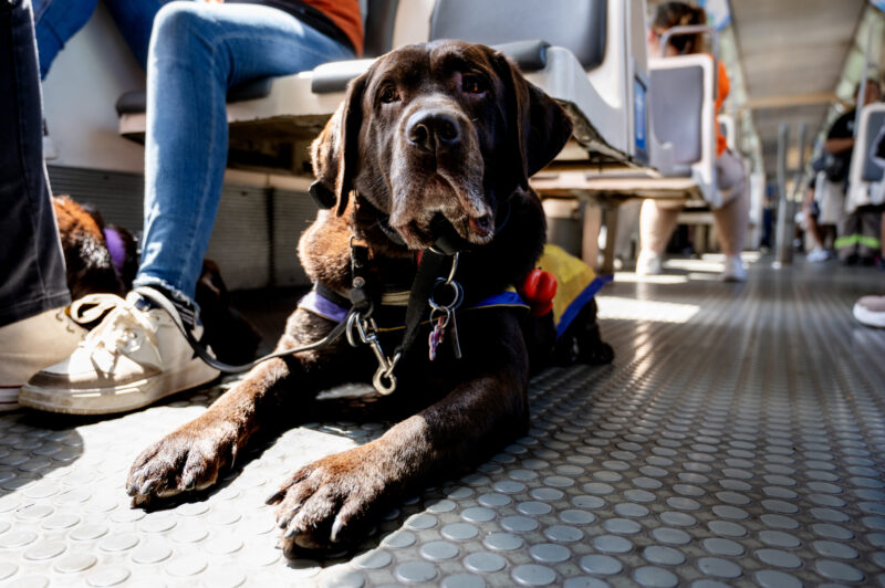 A black Labrador service dog lying on the floor of a bus next to its handler.